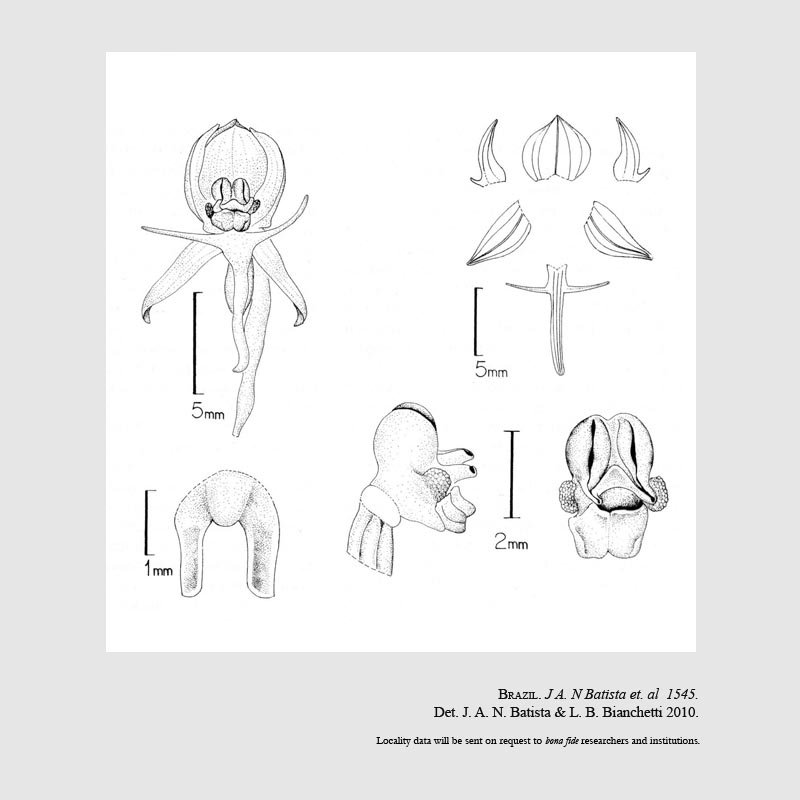 Habenaria crucifera var. brevidactyla